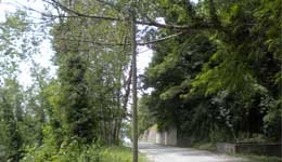 Albero pericolante Albero pericolante